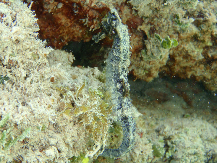 Hippocampus reidi (Longsnout Seahorse) at the sea wall South of the Victoria House peir, Ambergris Caye, Belize.