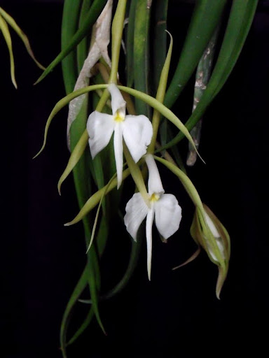 Epidendrum parkinsonianum Epi_parkinsonianum%2520%25282%2529
