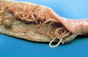Can Chickens Get Tapeworms From Dogs Can Chickens Get Tapeworms From Dogs