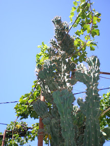 Kaktusi prelijepe Komize P8130224