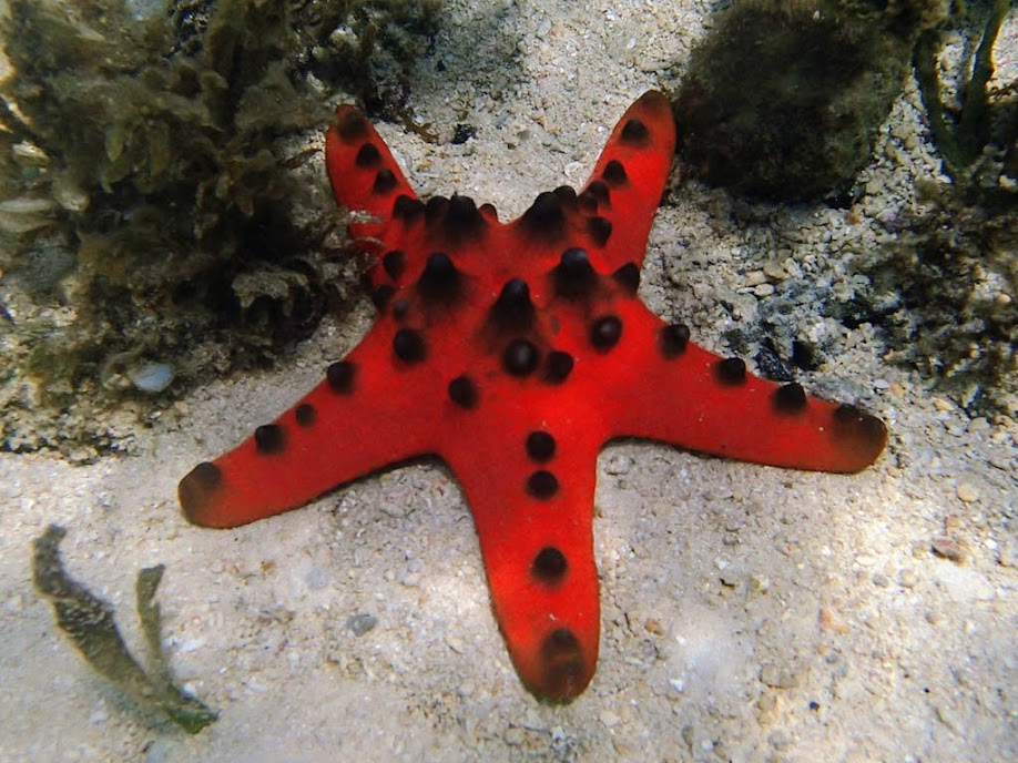 Protoreaster nodosus (Rare - Red Chocolate Chip Sea Star), Chindonan Island, Palawan. Philippines.