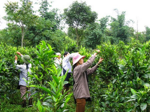 Đến Hà Giang thưởng thức chè Shan Tuyết den ha giang thuong thuc che shan tuyet2 Đến Hà Giang thưởng thức chè Shan Tuyết