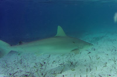 Photos of Nunjack Cay