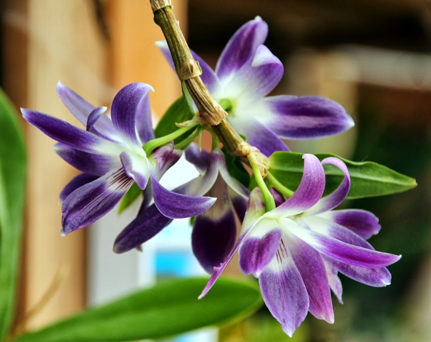 Dendrobium victoriae-reginae IMG_8800