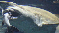 Cá Mập Trắng Khổng Lồ Dài 3m Bị Ăn Thịt Dã Man ở Australia
