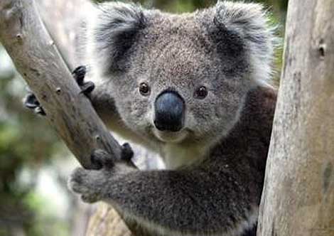 Free National Geographic Pix: Koala