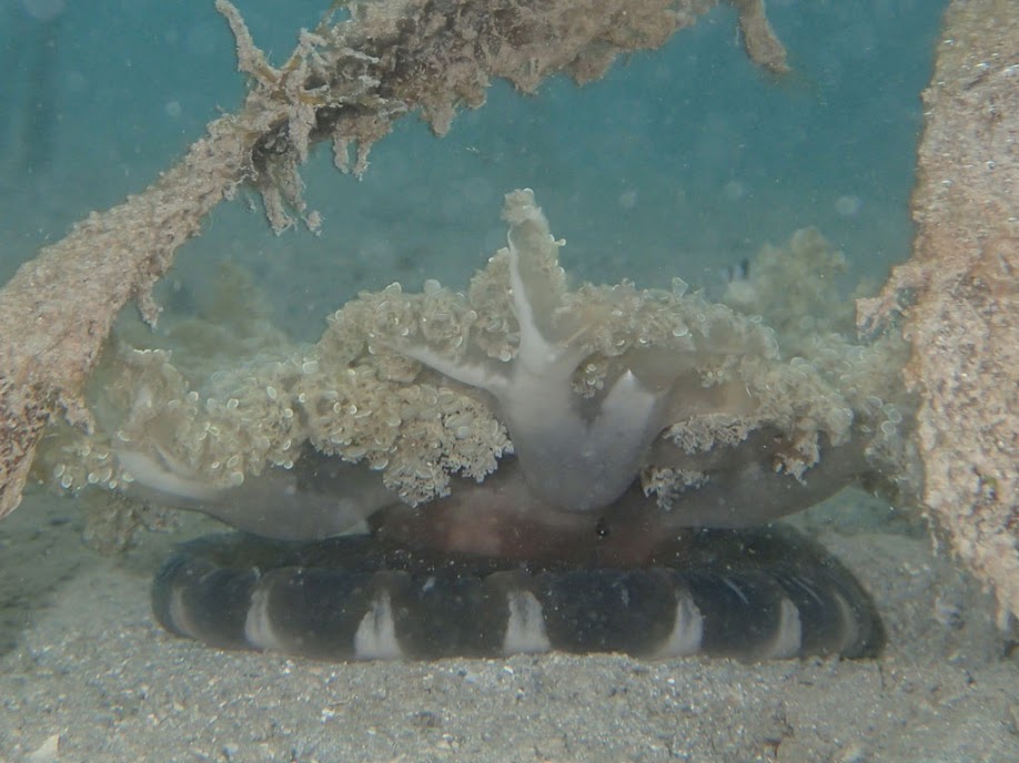 Cassiopeia andromeda (Upsidedown Jellyfish), Chindonan Island, Palawan, Philippines.