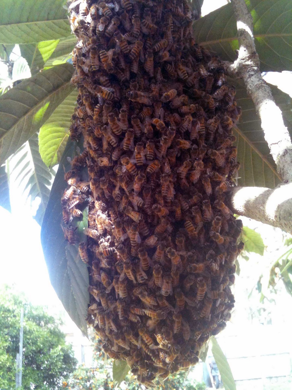 Bee swarm фото