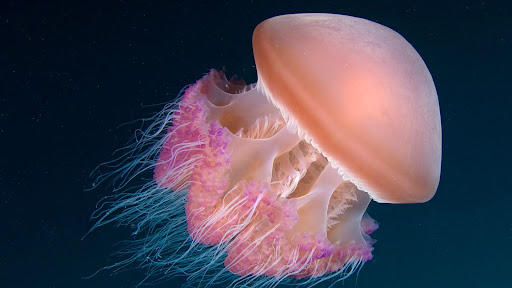 Delicate Jellyfish, Indonesia.jpg