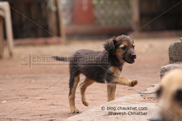 Cute Street Puppies - Small big step