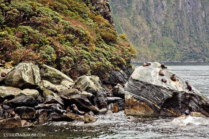 Sea Lions at Milford Sound New Zealand | Day 5 New Zealand Sweet as South Contiki Tour | A Guide to South Island