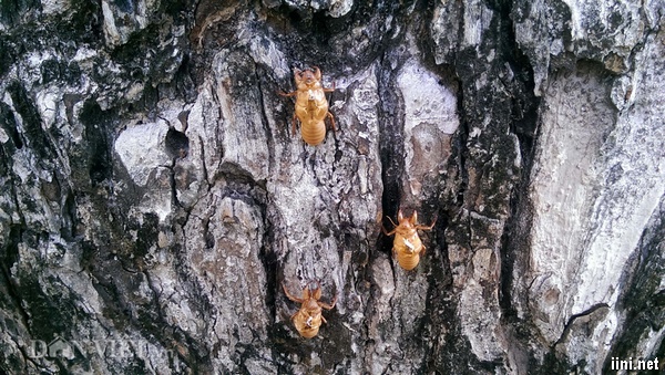 xác những chú ve vẫn còn dính trên thân cây