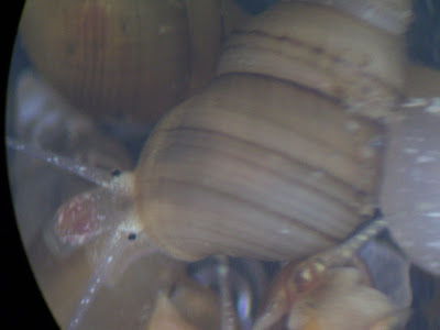 gastropod snails in Nicaragua