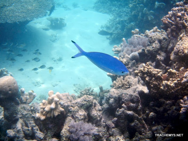 Mayotte (divers) DSCN1262