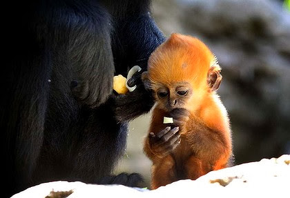 Ginger monkey