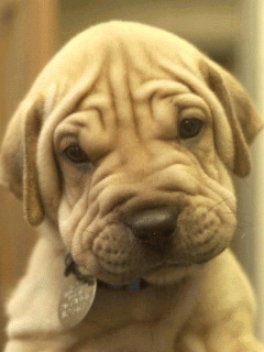 Gif de cachorro Gif de cachorro