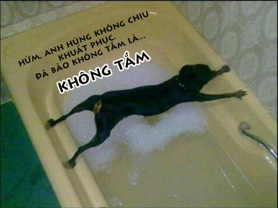 Ảnh vui về những chú Chó bá đạo, hài hước nhất Ảnh vui về những chú Chó bá đạo, hài hước nhất