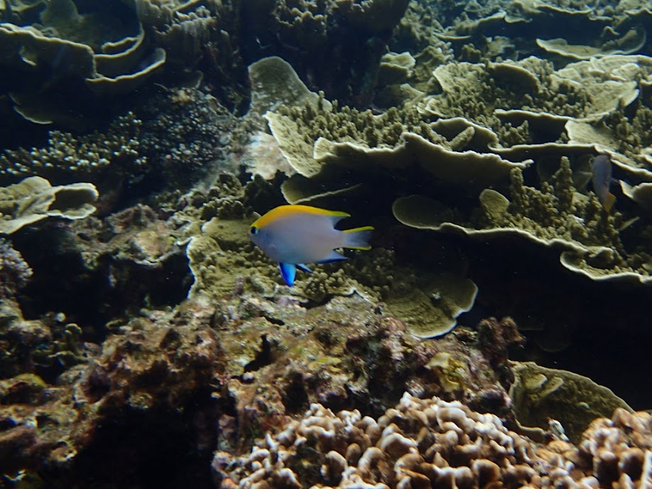 Neoglyphidodon meles (Bowtie Damselfish), Small Lagoon, Miniloc Island, Palawan, Philippines.