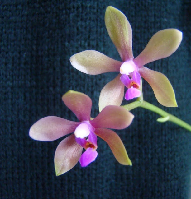 phalaenopsis stobartiana x bastianii DSC08564%25281%2529