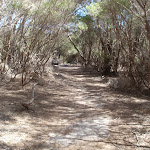 Track through the heath to Scotts Hut picnic area (105310)