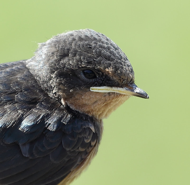 IMAGE: https://lh4.googleusercontent.com/-rATFPxYfkwE/T_oHOdUgvUI/AAAAAAAADOs/48kSvdtzZaU/s800/013C4486.JPG