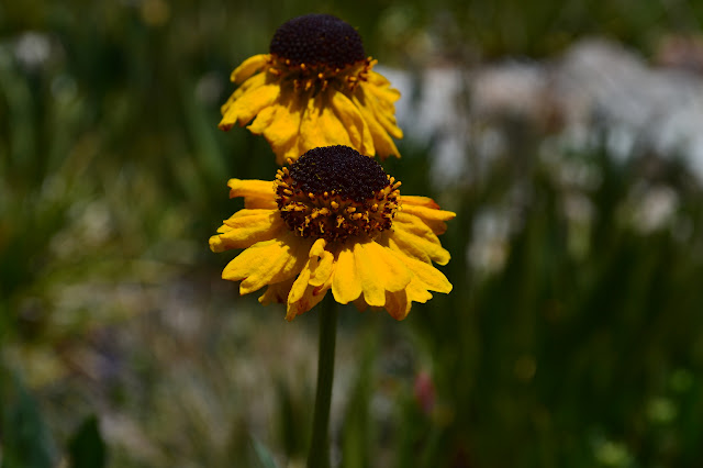 composite flowers in bright yellow