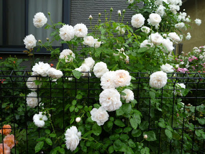 Một bụi hồng Glamis Castle rose nở hoa trắng xóa. Nguồn ảnh: từ Nhật Bản