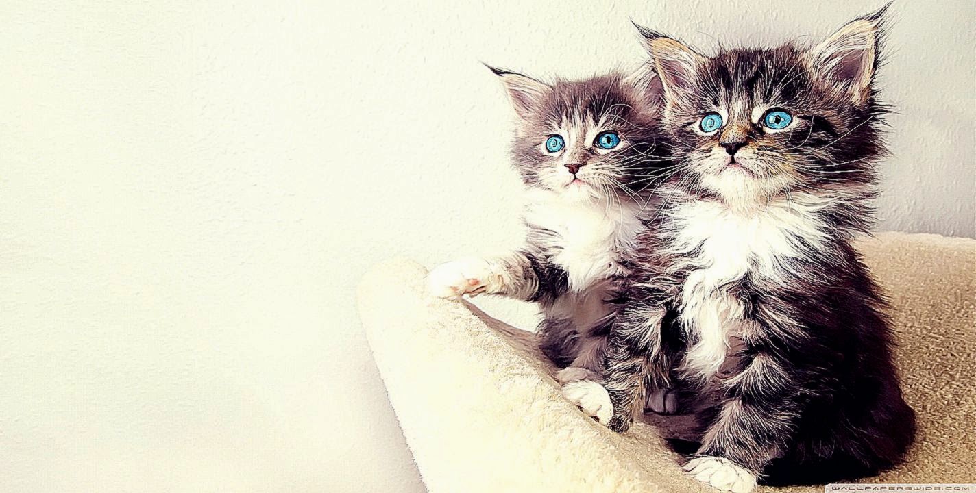 Cute Little Kitten Hd Wallpaper