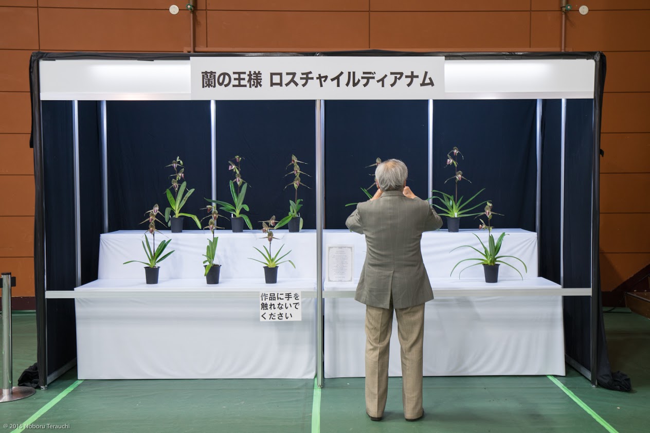 特別展示「蘭の王様ロスチャイルディアナム」