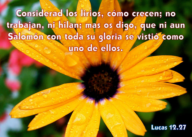 Lucas 12.27