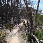 Track behind North Tura Beach (106315)