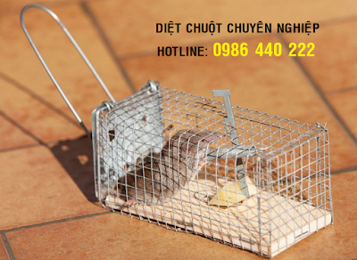 Diệt chuột tại Quảng Ninh