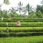 Banyuatis: rizières à Banyuatis Banyuatis: rizières à Banyuatis