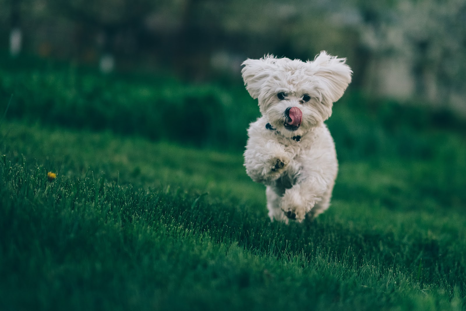 Are Yorkies High Maintenance?
