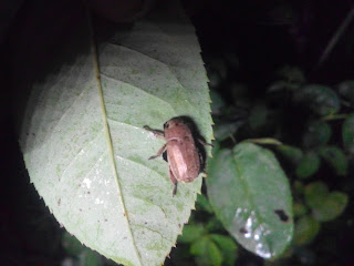 Bọ cánh cứng Adoretus sinicus chuyên ăn lá hồng vào ban đêm