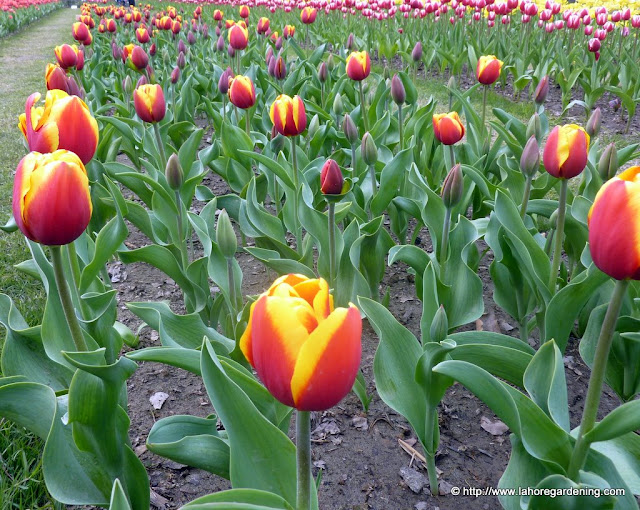 tulipa Gerrit Van Der Valk