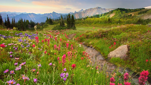 Wildflower Array, Mount Rainier National Park, Washington.jpg