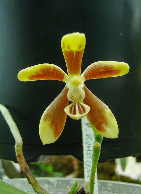 Phalaenopsis kunstleri DSC01924