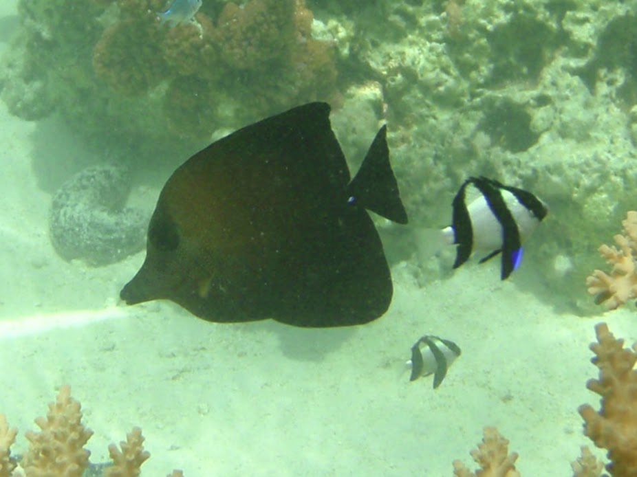 Zebrasoma scopas (Scopas Tang), Aitutaki.