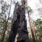 Burnt out tree (145341)