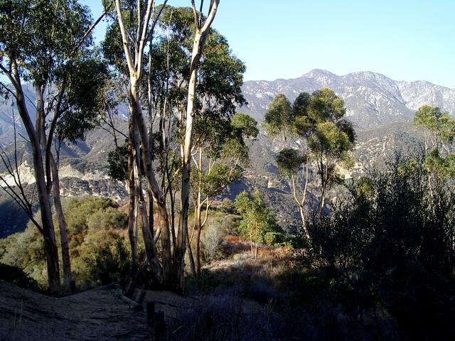 some euaclyptus spindles on the mountain side