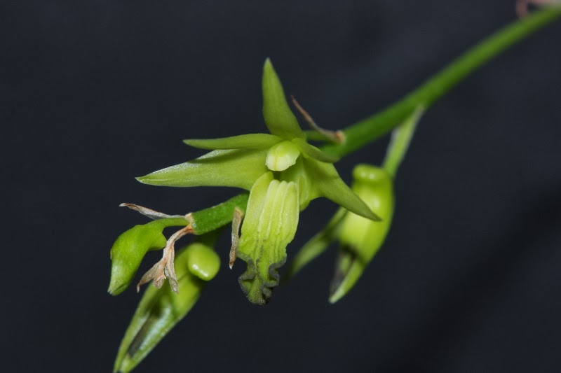 Dendrobium hemimelanoglossum Dendrobium+heminoglossum1