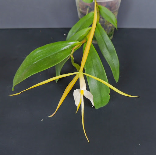 Epidendrum nocturnum DSCN1752