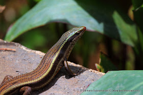 Bronze Grass Skink (Aranai Lizard) at Valparai, Tamil Nadu - 1