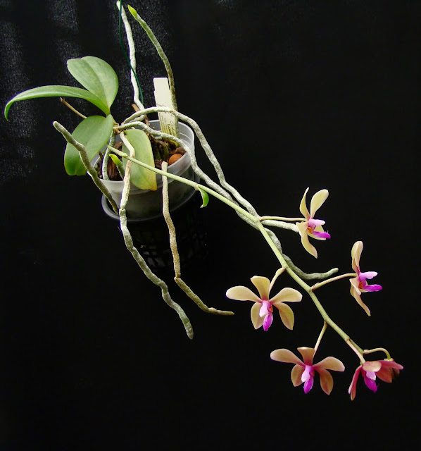 Phalaenopsis honghenensis x bastianii DSC03180