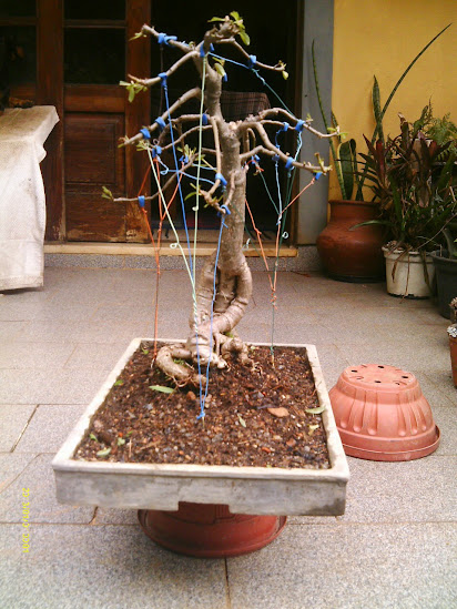 Baobá para treinamento... IMAG0360