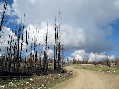 Burned pines