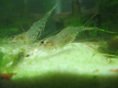 ミナミヌマエビ 水合わせ 適当 286067-ミナミヌマエビ 水合わせ 適当