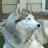 Wolfgang Hill avatar image