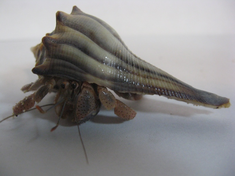 Photo Album: Ecuadorian hermit crab (Coenobita compressus) Hermit%2BCrab%2B2